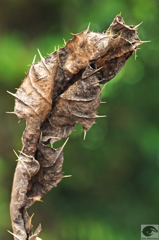  MG 3585 welke Blumen